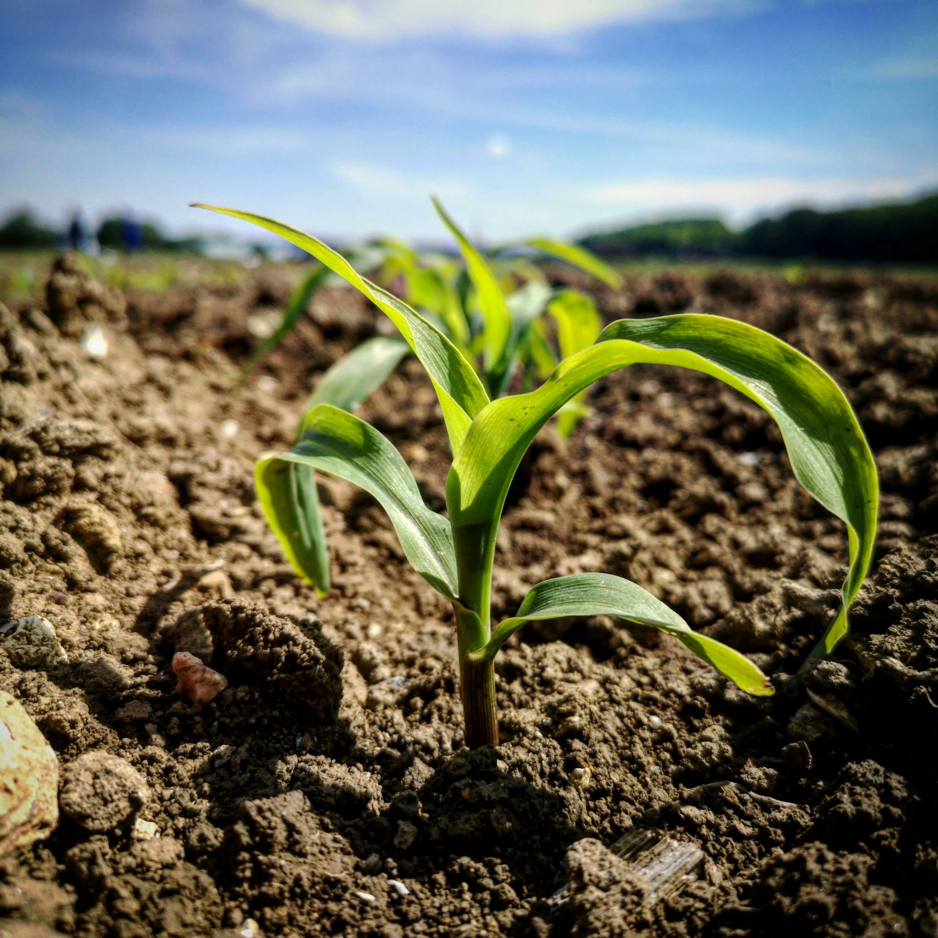 Young plant growing in fertile soil representing agricultural growth and innovation